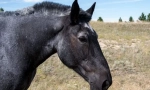 Konj mustang